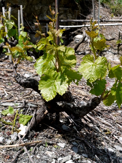 7_Reben_foltern_heisst__überzählige_Triebe_ausbrechen.