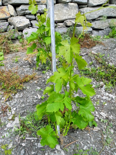 9_Der_Landroter_im_2._Jahr_ist_auch_schon_kräftige_gewachsen.