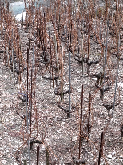 1_Im_Märzen_der__Reb-_Bauer_die_Rebschere_ergreift_...