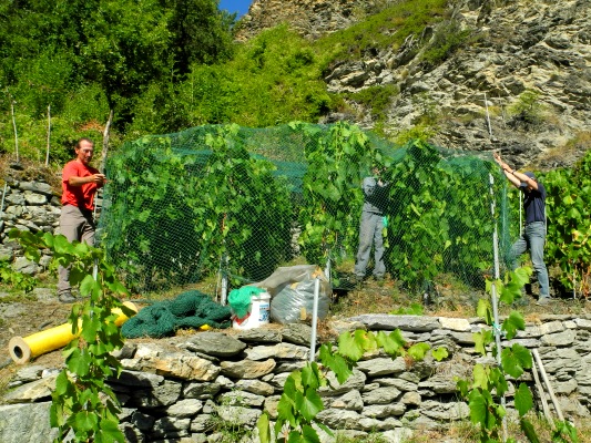 13_Im_August_müssen_die_Trauben_mit_Netzen_vor_Vogelfrass_geschützt_werden.