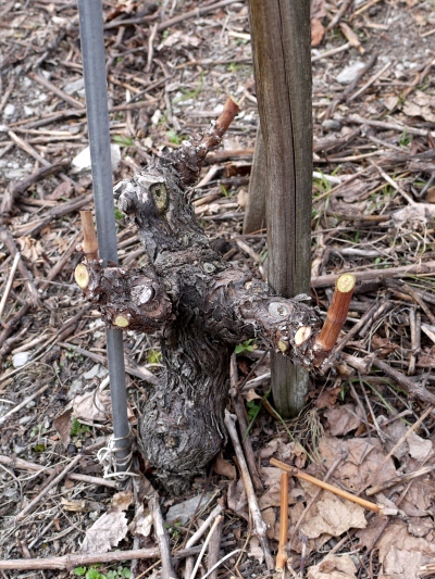 2_..._und_die_letztjährigen_Triebe_ab-_bzw._kurz_zurückschneidet.