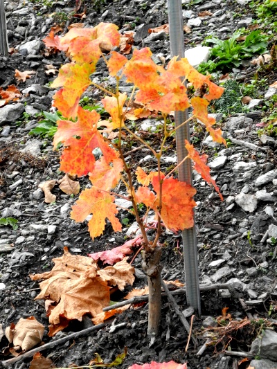 17_..._wie_auch_ein_jähriger_Rebstock_in_den_schönsten_Herbstfarben_