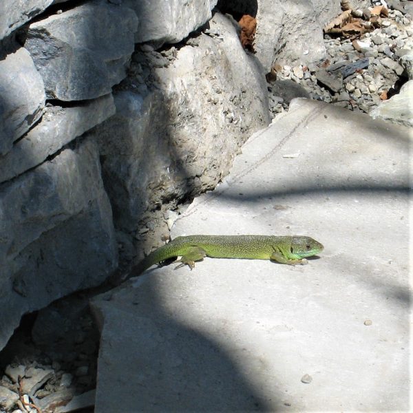 Trockenmauern_Bild 9_Eidechse